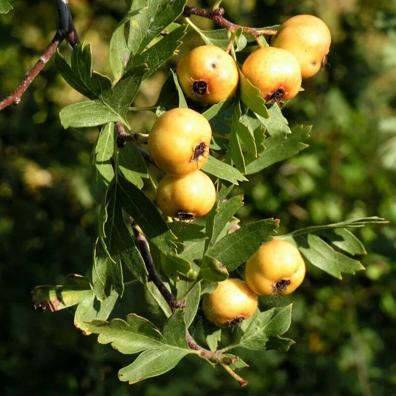 Crataegus pojarkovae Image of an specimen Plantarium