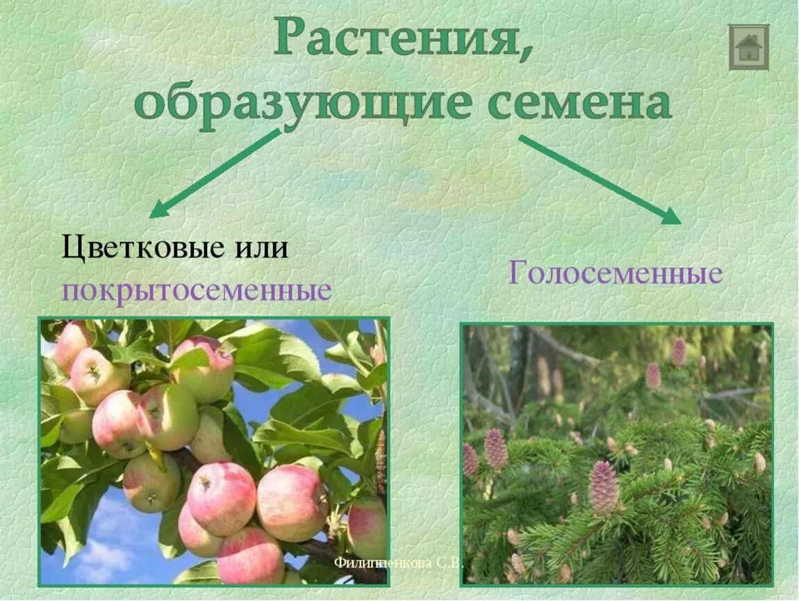 Голосеменные и Покрытосеменные растения. Голосеменные и Покрытосеменные примеры. Семенные растения Голосеменные и Покрытосеменные. Представители голосеменных и покрытосеменных растений. Технические виды растений