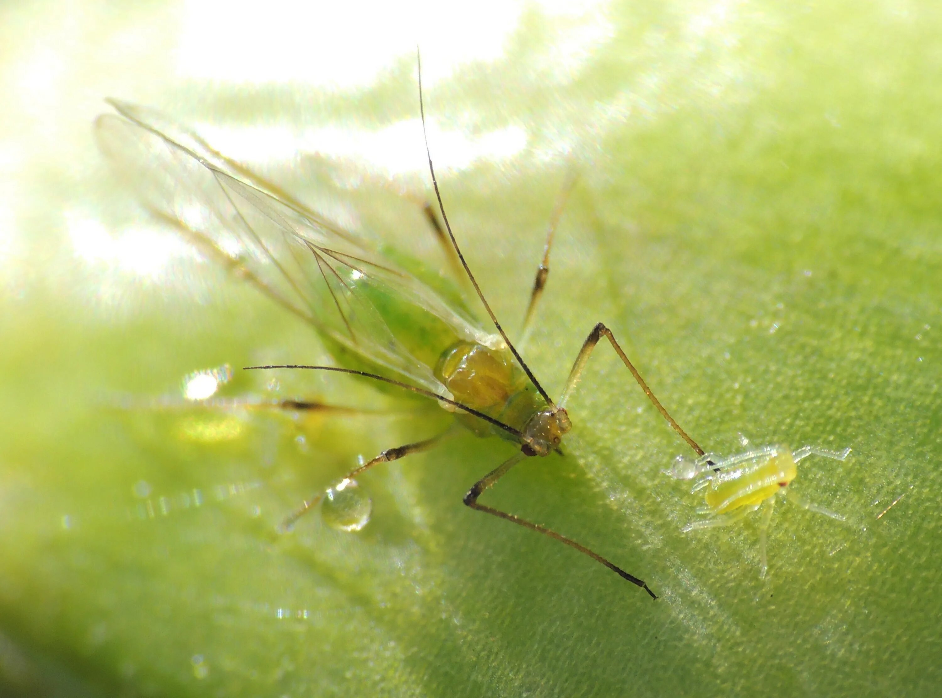 Зеленая муха тля. Мошки тли. Маленькие зеленые мошки. Тля насекомое. Мелкие зеленые насекомые.