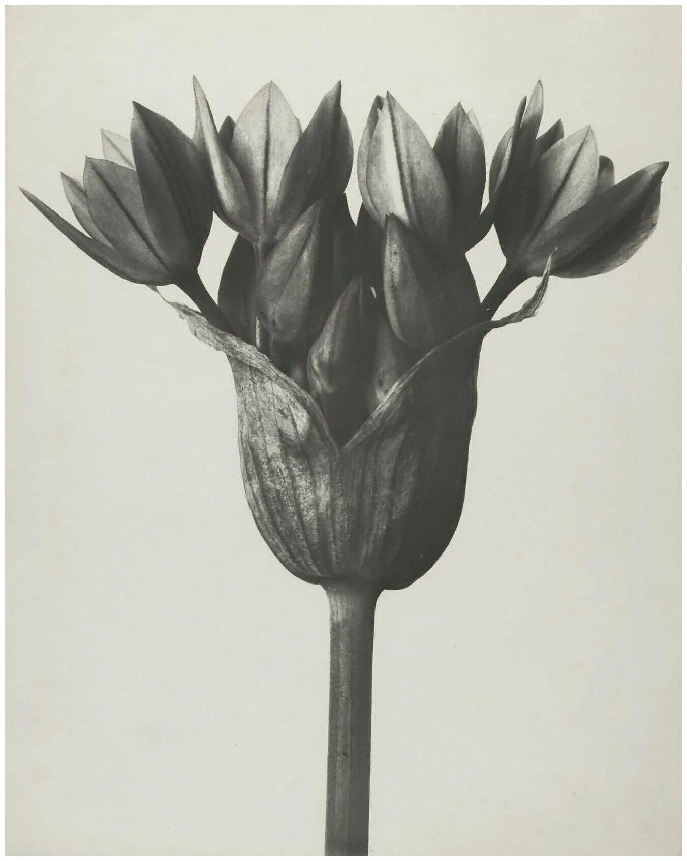 Art form 1. Dark souls 2 драконья форма арт. Дарк соулс арт драконы. Art form 1. Орнштейн концепт арт.