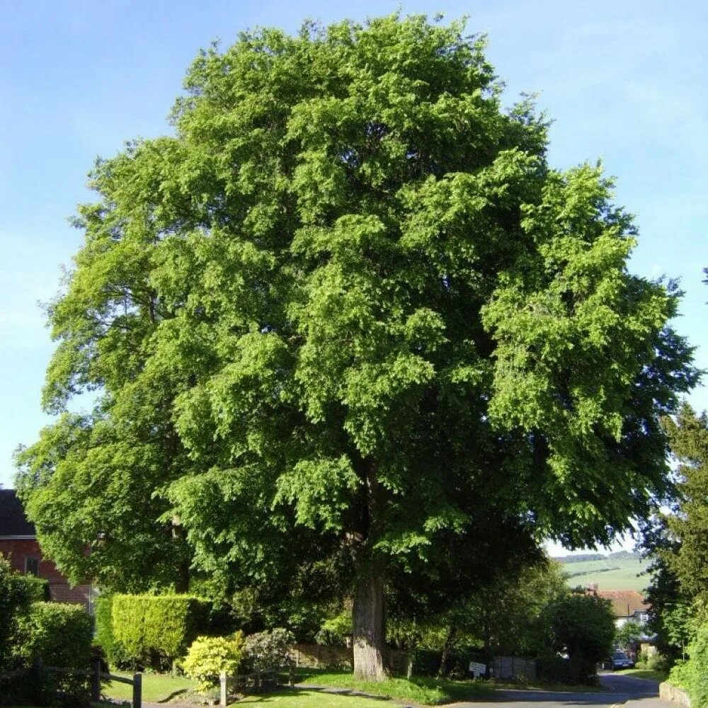 Деревья фото описание. Вяз гладкий (Ulmus laevis). Вяз Ильм карагач. Вяз широколистный. Вяз Ильм карагач Берест.