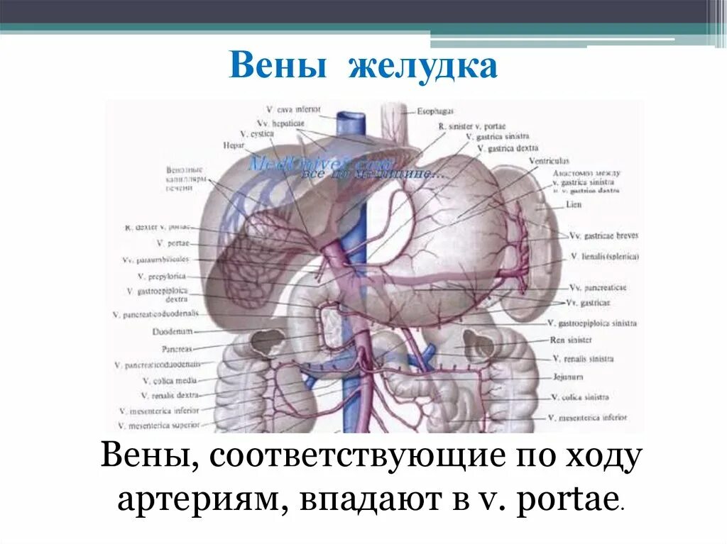 Правая желудочная вена