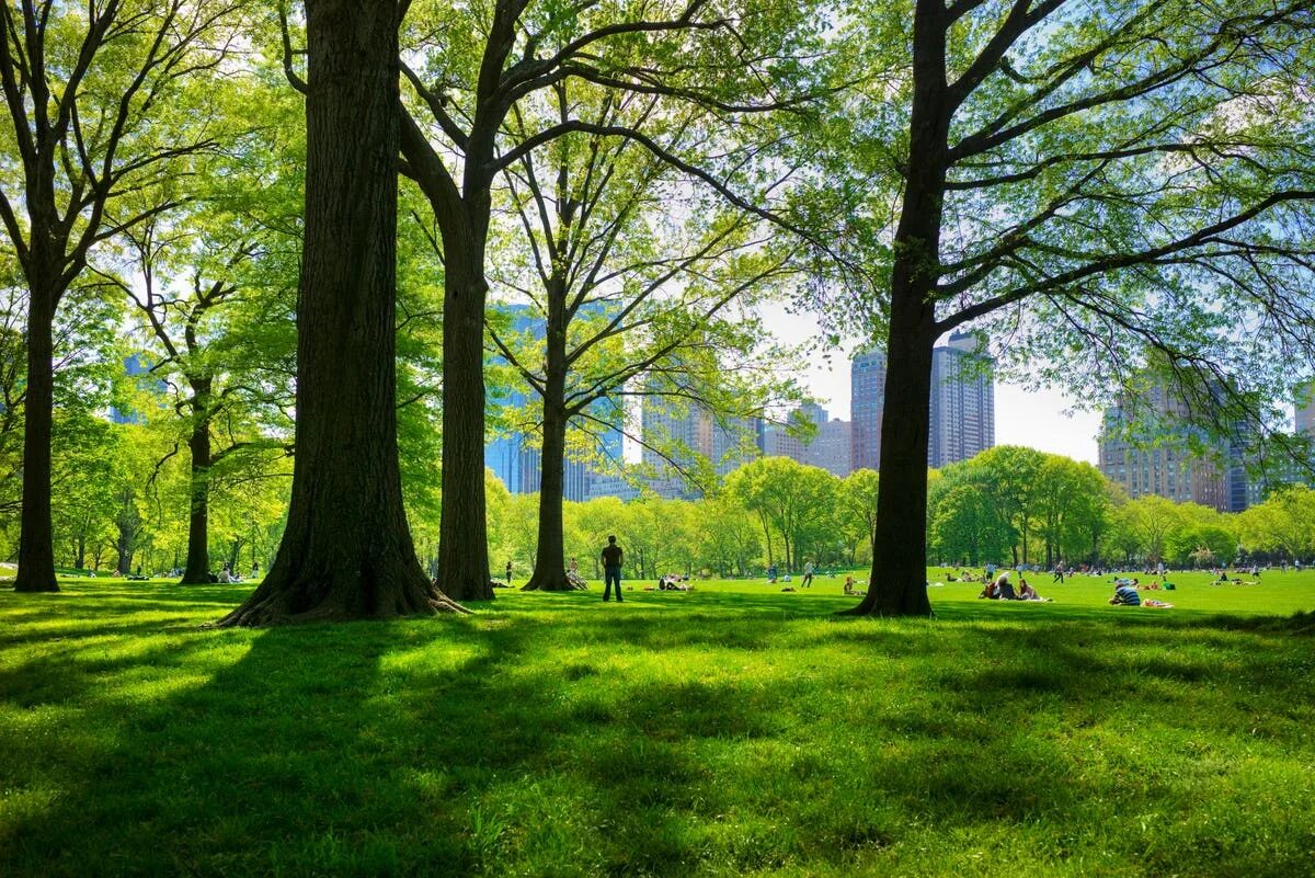 Большое зеленое г. Площадь зелёных насаждений Нью-Йорка. Зеленые насаждения. Деревья в городе. Зеленые деревья город.