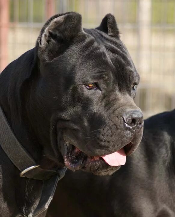Породы крупных короткошерстных собак с фотографиями Tosa (dog breed) Wikipedia