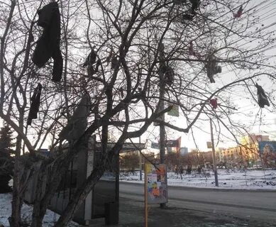 Оделся деревом