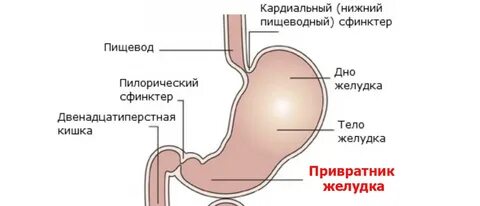 Функциональная недостаточность привратника