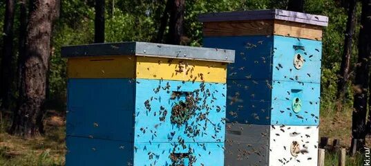 Две пчелы вылетели из ульев. Открытый улей. рой улей. улей для пчел. пчелы около улья.