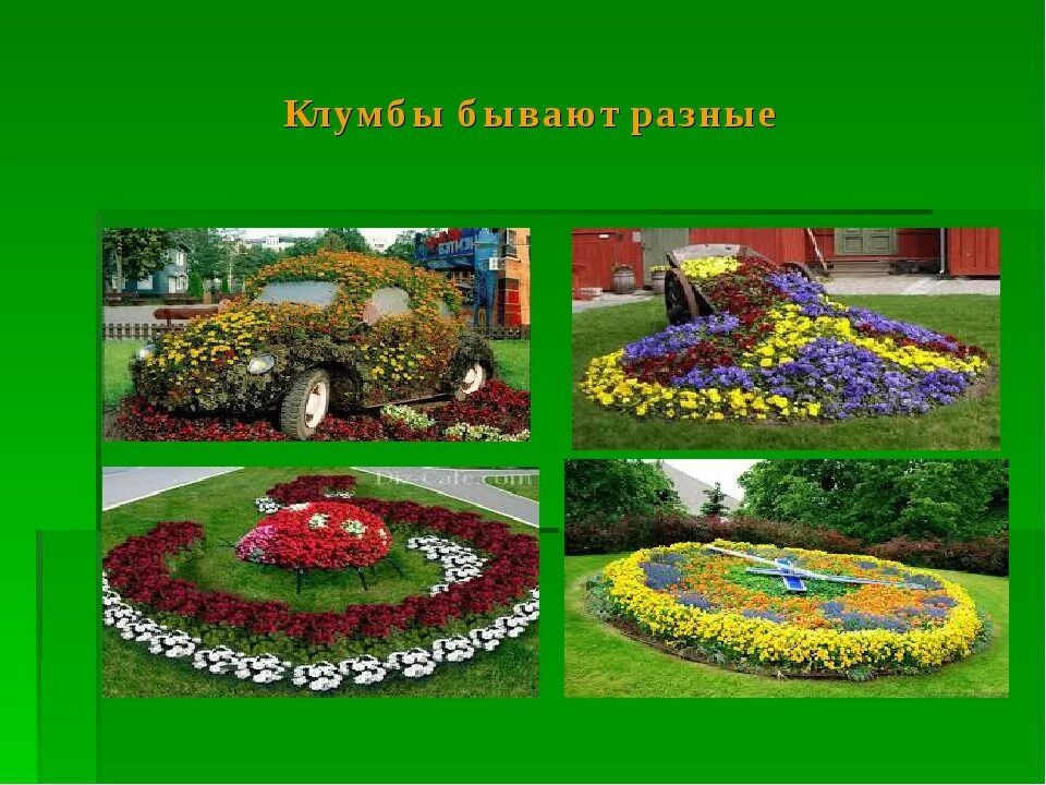 Ковровая клумба. Красивые клумбы. Какие формы клумбы. Прямоугольная клумба. Формы цветников.