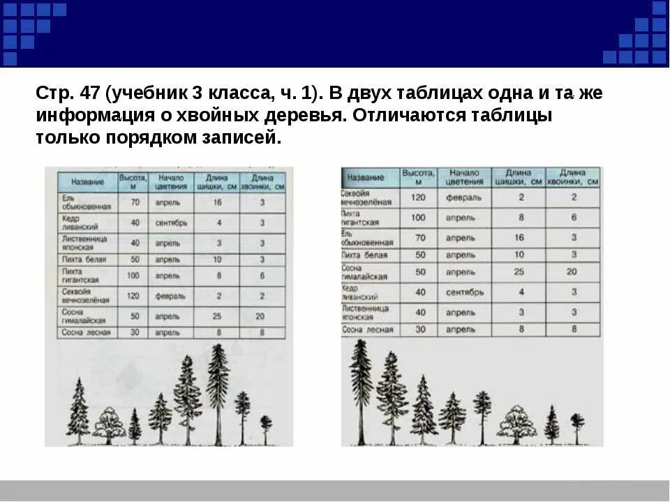 Хвойные деревья таблица. Высота хвойных деревьев таблица. Сравнительная таблица хвойных. Средняя высота хвойных деревьев. Таблица хвойных