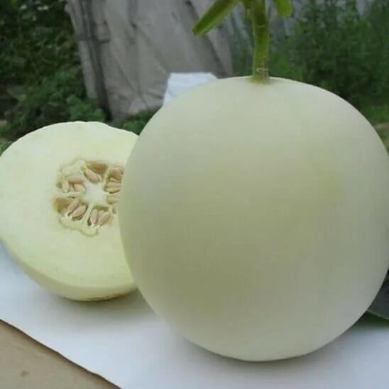 Дыня золотистая (о. Дыня луна. Дыня луна. Семена дыня золотой шар 15шт. Дыня необычайная f1.