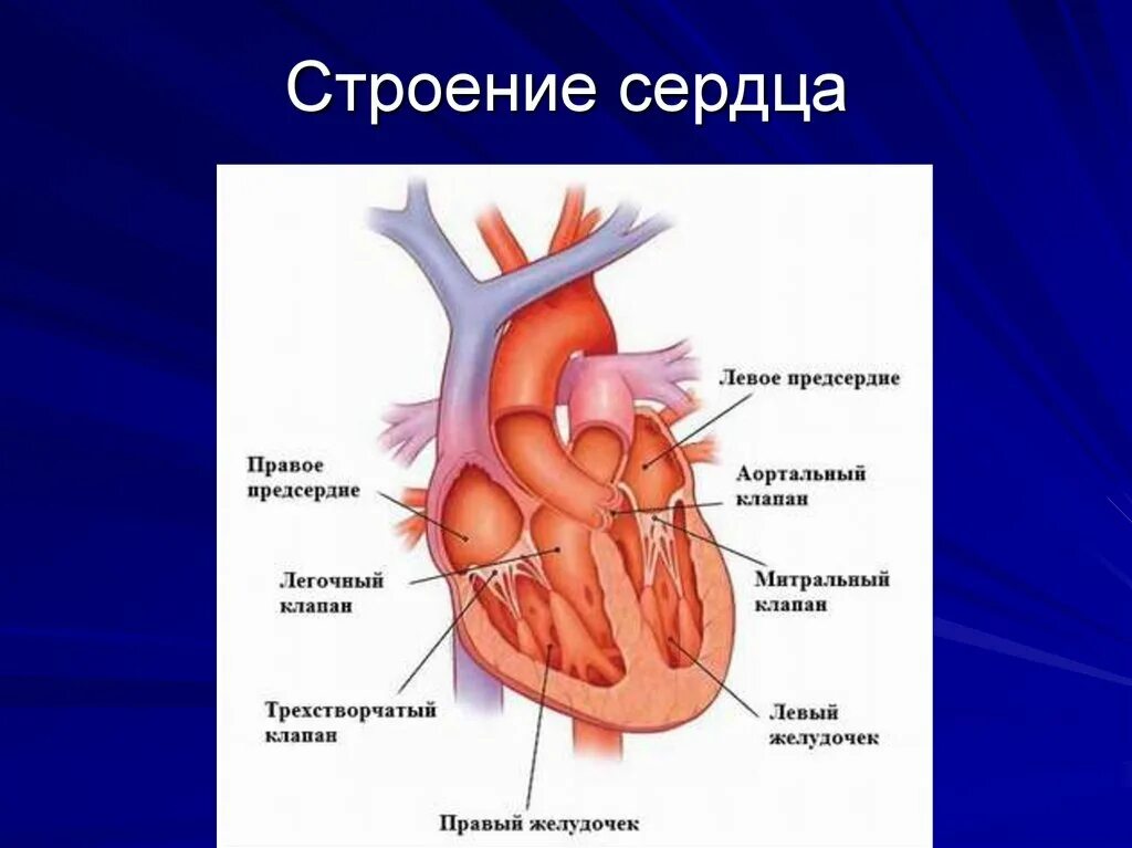 В правый желудочек сердца человека поступает. Сердце желудочки и предсердия клапаны. Строение клапанов сердца. Строение клапанного аппарата сердца. Клапаны сердца анатомия.