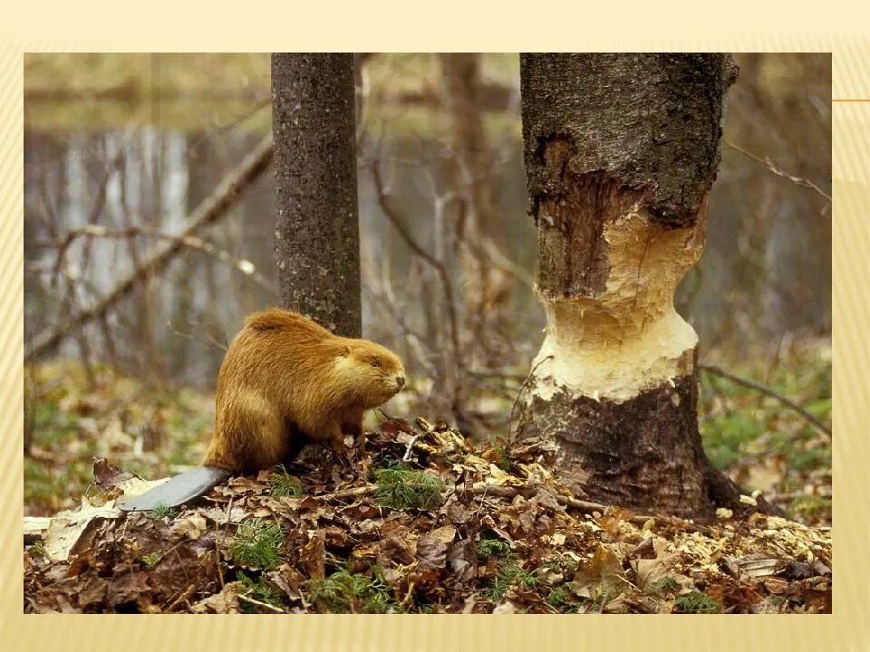 Осина ствол. Осины валят. Деревья поваленные бобрами. Незаконная вырубка берез. Западносибирский бобр.