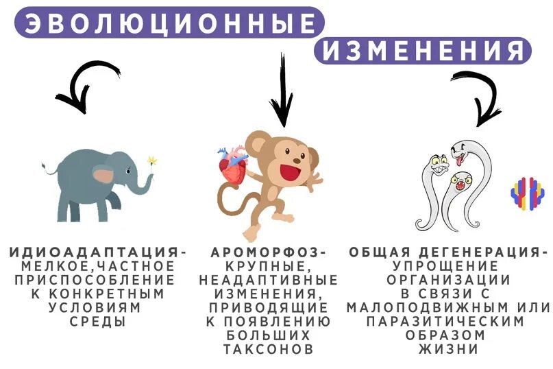 Три дегенерация. Общая дегенерация примеры. Примеры дегенерации у животных. Примеры общей деградации в биологии. Пример дегенерации в эволюции.