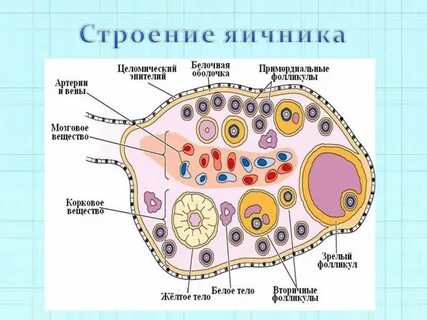 Яичники солидной структуры