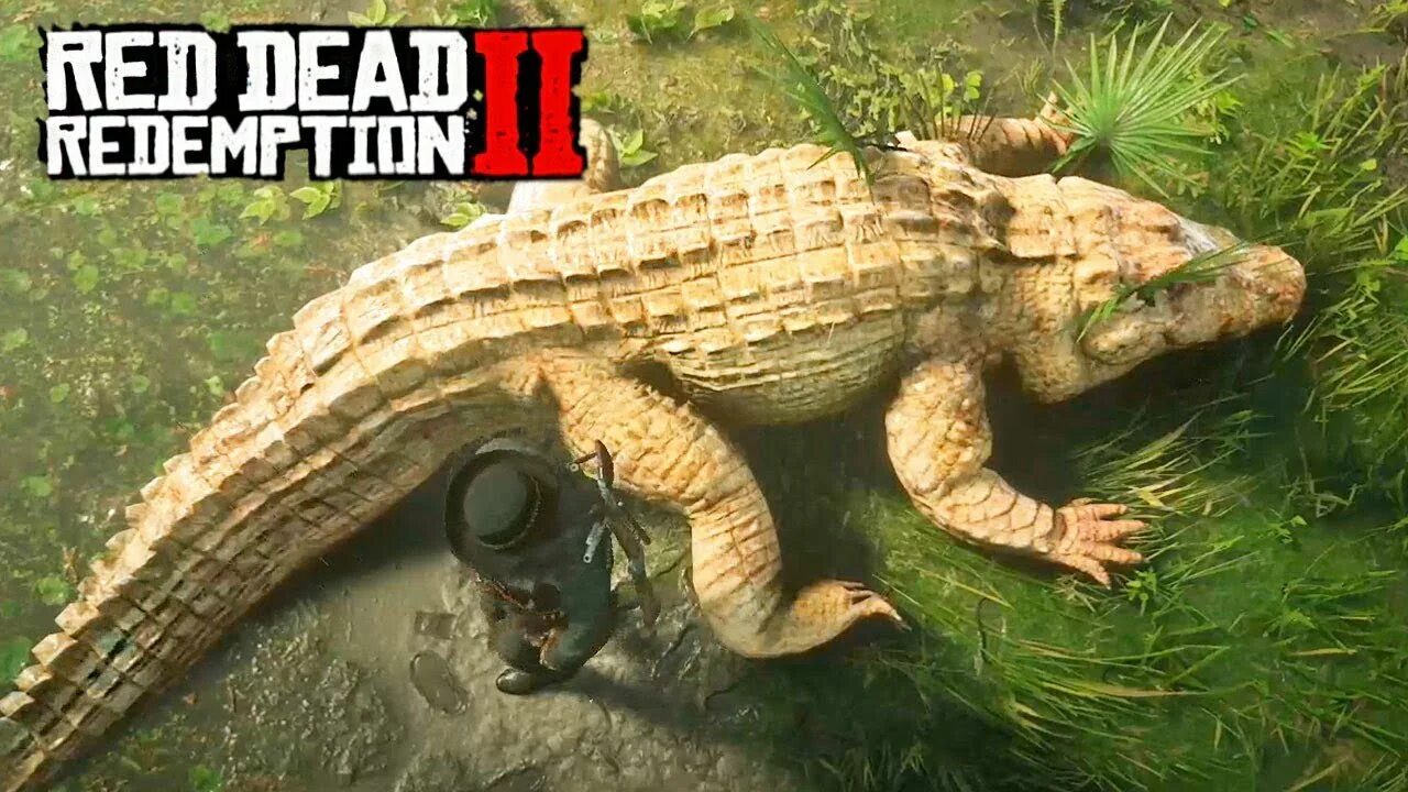 Легендарный аллигатор rdr 2. Легендарный крокодил рдр2. red dead redemption 2 легендарный аллигатор. огромный аллигатор rdr 2.