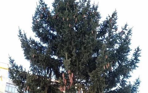 Рождественского 9 1