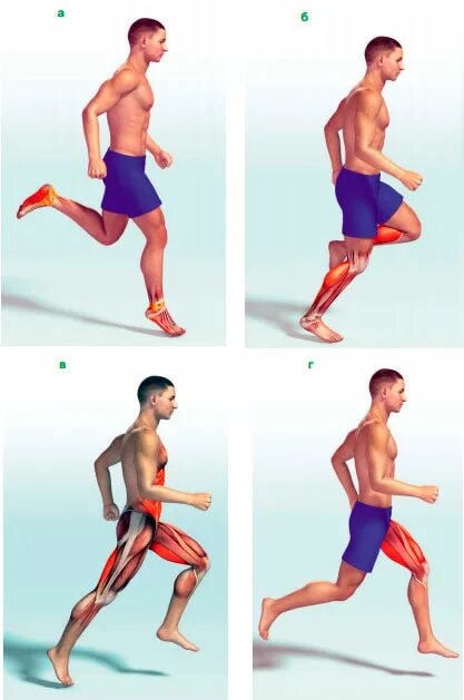 Бег мышцы. Мышцы задействованные при беге. Какие мышцы работают при б. Бег группы мышц.