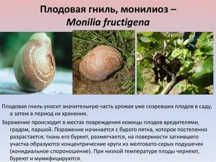 Вред плодов