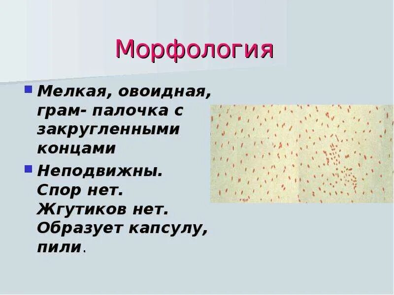 Умеренная мелкая палочка. Грамотрицательные кокки и палочки. Маленькие палочки деревянные. Маленькие палочки от дерева. Мелкие грамположительные палочки.