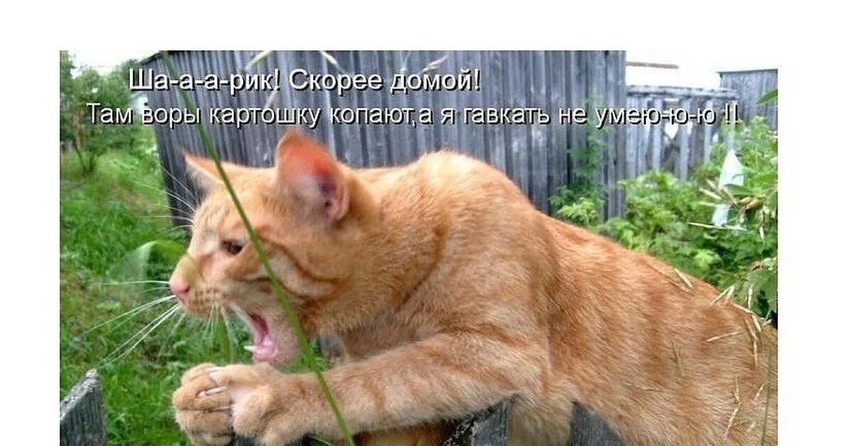 Придешь домой там. Кот и огород юмор. Мартовский кот с подписью. Коты на даче юмор. Смешной кот на даче.