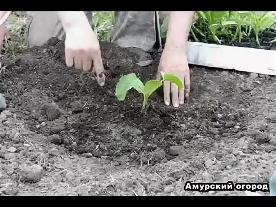 Когда сажать тыкву в открытый грунт. Посадка тыквы в открытый грунт рассадой. Высадка рассады тыквы в грунт. Посадка кабачков в грунт рассадой. Рассада тыквы высадка рассады.