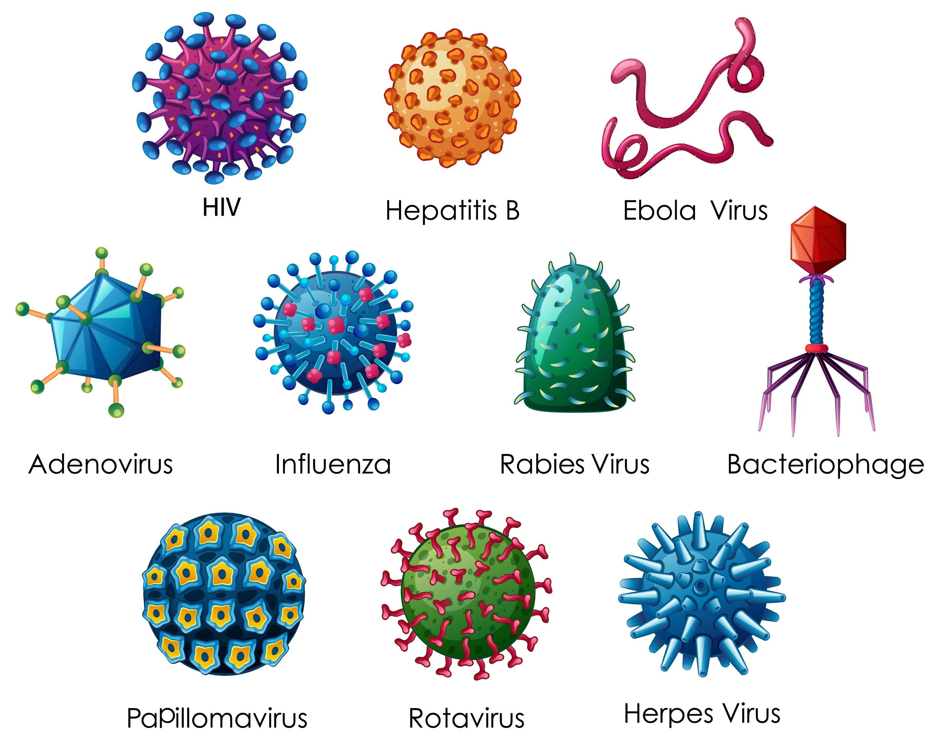 Types of viruses. Разные вирусы. Название разных вирусов. Биологические формы вирусов. Изображение вируса.