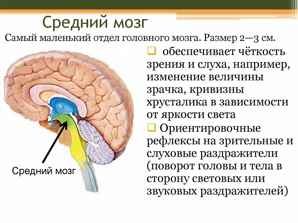 Зрительный и слуховой ориентировочный рефлекс. Средний мозг участвует в рефлекторной регуляции. Функции среднего отдела головного мозга. Ориентировочный рефлекс отдел мозга. Отделы головного мозга средний мозг.