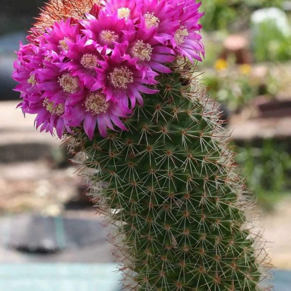 Маммиллярия backebergiana. Mammillaria backebergiana Кактус. Маммиллярия Бакеберга (backebergiana). Эхинопсис Маммиллярия.