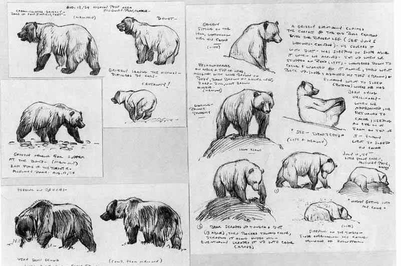 Особенности внутреннего строения медведя. Строение бурого медведя. Анатомия медведя референс. Анатомия медведя. Анатомия медведя для художников.