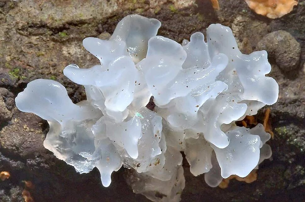 Где морские грибы в геншине. Tremella fuciformis. Морской гриб тремелла. Гриб тремелла фукусовидная. Ледяной гриб тремелла.