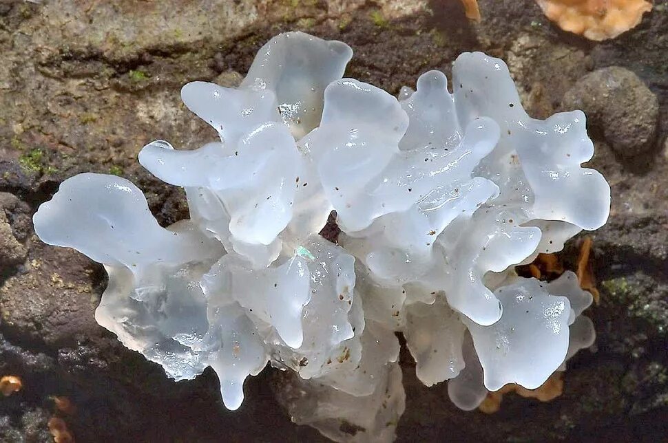 Где найти морской гриб в геншине. Tremella fuciformis. Морской гриб тремелла. Гриб тремелла фукусовидная. Ледяной гриб тремелла.