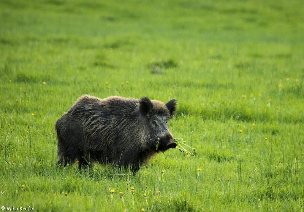 Про дикого вепря. Кабан (sus scrofa l.). Дикий кабан секач Вепрь. Кабан ареал.