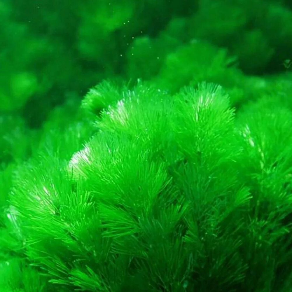 Тонкие водоросли. Зеленые водоросли Chlorophyta. Анфецилин водоросли. Ламинария водоросль аквариумная. Зеленый.