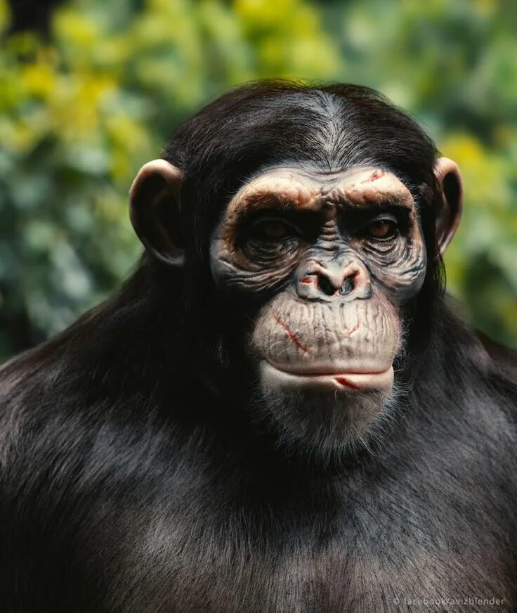 Chimp crazy. Шимп. chimp перевод. chimpa chimpas. chimp definition.