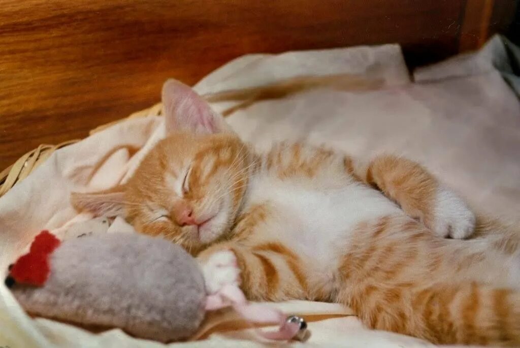 Кот рыжий ночь. Спящий рыжий котенок. сладко спящий кот. рыжий котенок спит. спокойной ночи рыжий котенок.