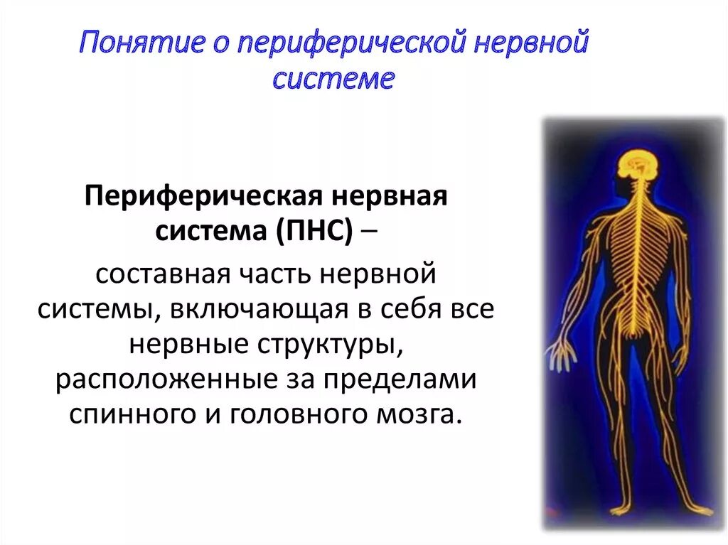 Периферическая нервная система человека. Структуры периферической нервной системы. Схема периферической нервной системы. Периферическая нервная система состоит. Органы центральной и периферической нервной системы