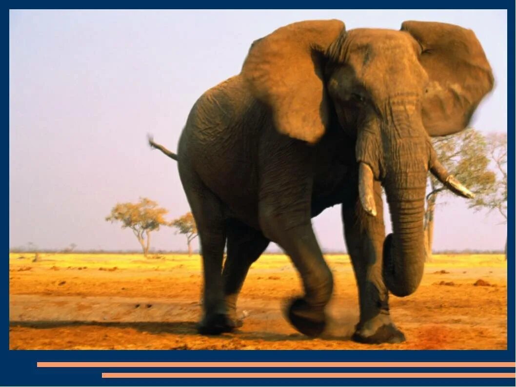 Африканский слон. Саванный слон. Африканский слон для детей 1 класса. Слон для презентации. Информация про слона