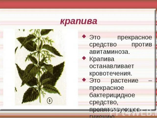 Проект по окружающему миру 3 класс крапива Картинки В ТОМ КРАЮ ГДЕ ЖЕЛТАЯ КРАПИВА