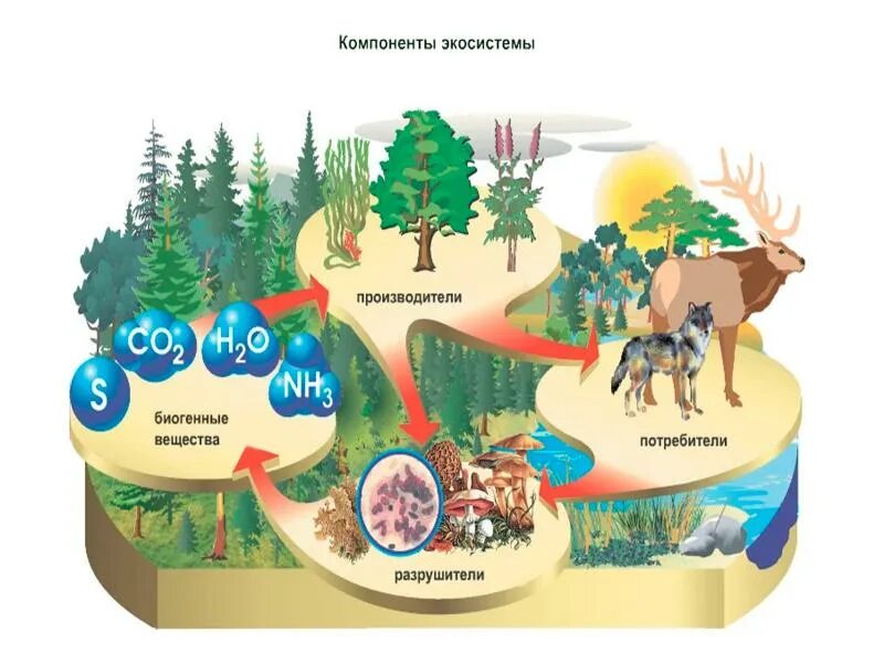 Экосистемная организация природы компоненты экосистем 9 класс. Функционирование экосистем. Структура экосистемы. Компоненты экосистемы. Структура и функционирование экосистем.