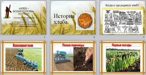 Картинки как выращивают хлеб
