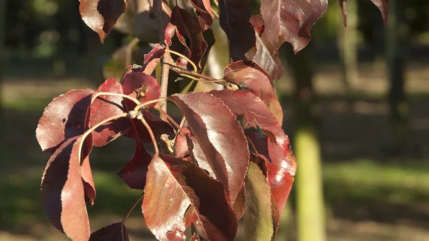 Почему краснеет дерево. Листья груши коричневеют. Побурение листьев груши. Pyrus calleryana. Коричневеют листья яблони.