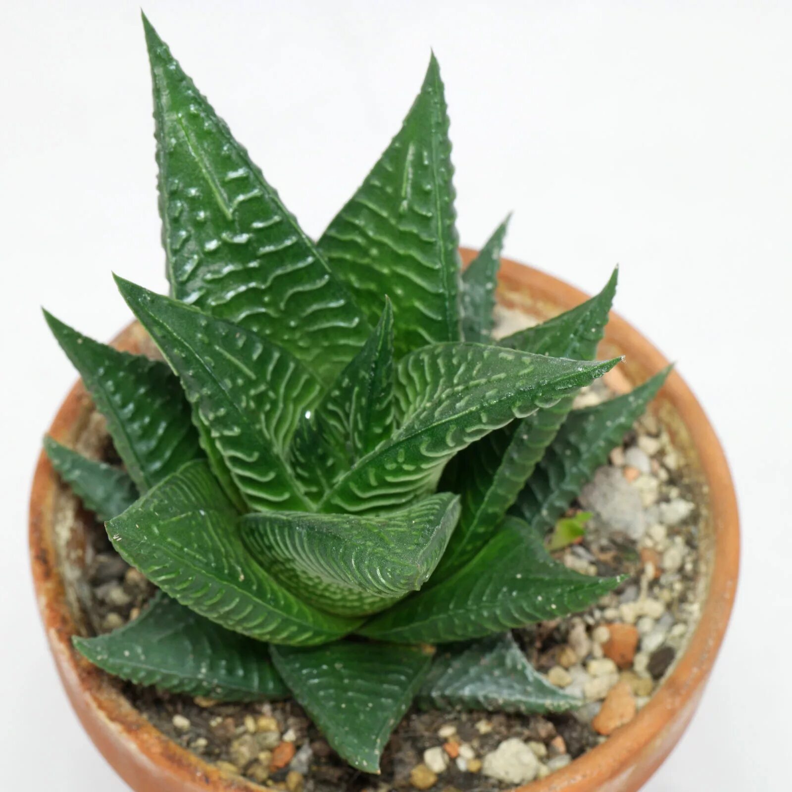 Хавортия лимолистная. Суккулент алоэ хавортия. Кактус хавортия. Алоэ гастерия хавортия. Haworthia лимифолия.