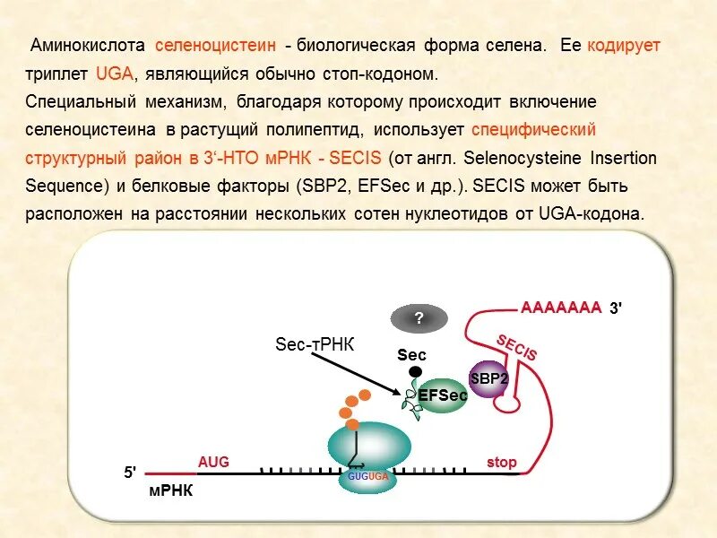 Селеноцистеин. Синтезирует полипептиды. Селеноцистеин кодон. ТРНК селеноцистеин.