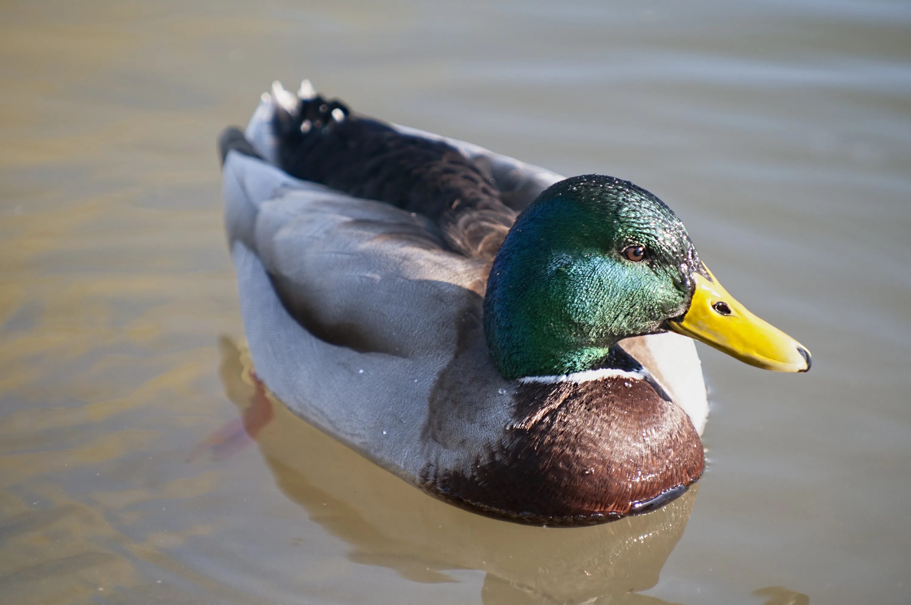 Duck com. Селезень кряквы окрас. Утка кряква окрас. Расцветка утки кряква. Окрас утки кряквы.