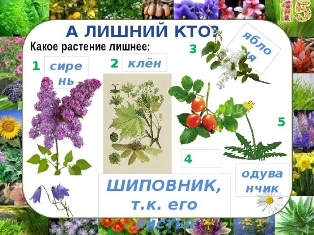 Клен рябина ель тюльпан. Черника ярус леса. Какие листья у земляники. Малина шиповник клен папоротник что лишнее. Съедобные ягоды.