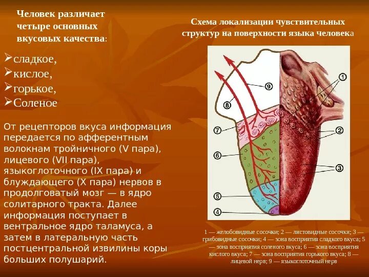 Ощущение зона