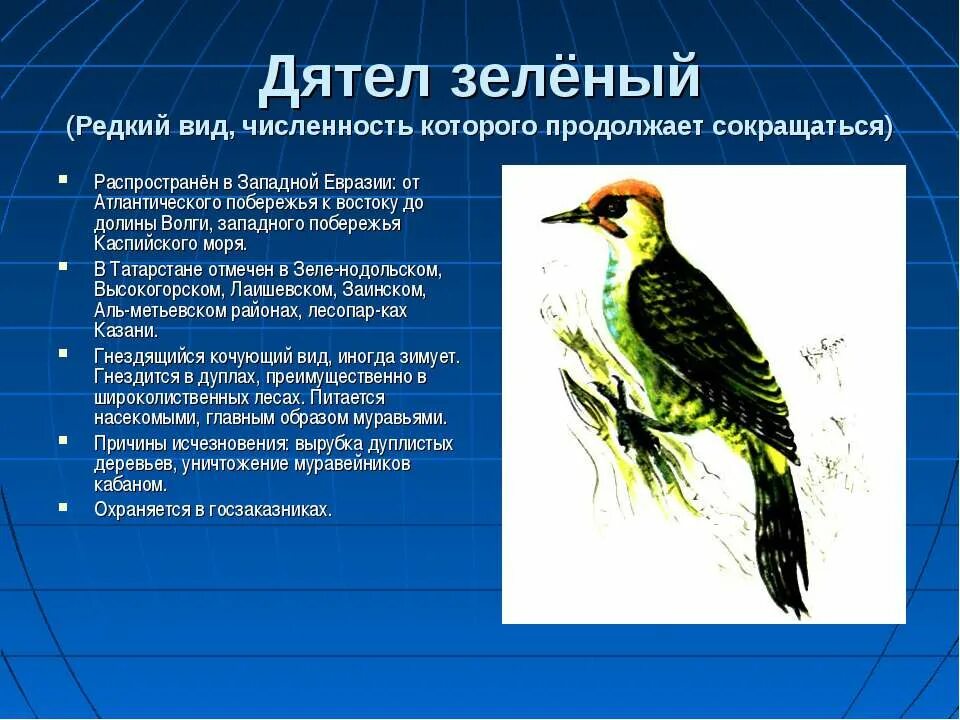 Сообщение о редких видах птиц. Лунь луговой зеленый дятел. птицы из красной книги татарстана. описание редких птиц. сообщение о редких птицах.