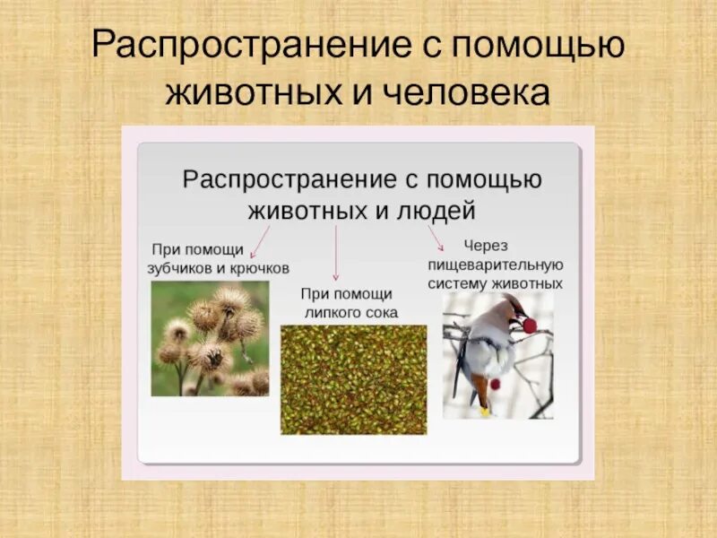Способы распространения плодов и семян 6. Распространение семян с помощью животных и человека. распространение растений с помощью животных. распространение плодов и семян животными. животные распространители плодов и семян.