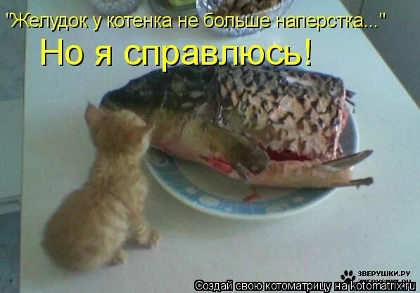 Ейной мордой в харю тыкать. Я начал есть рыбу. Рыба прикол. Кошка любит рыбу. Кот рыбак.