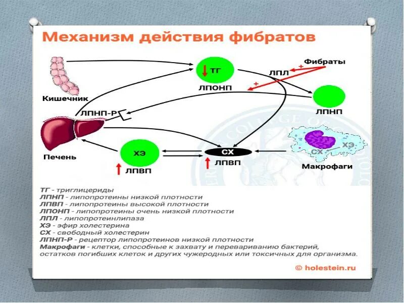 Применение фибратов
